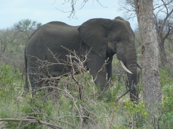 Traumreise nach S&uuml;dafrika