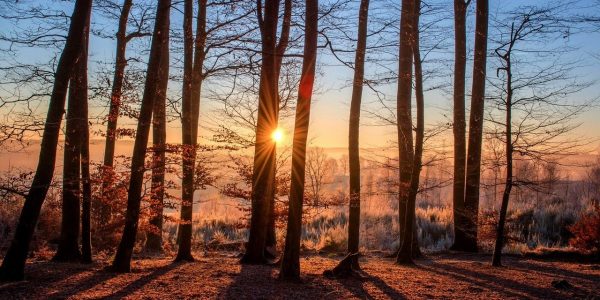 WWW: Wunderbares-Wald-Workout