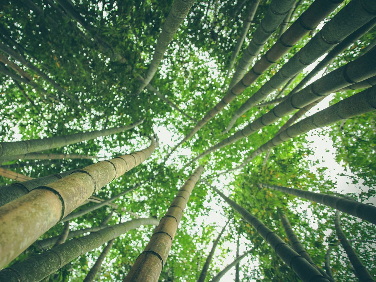 Resilienz entwickeln – Wege zu mehr Widerstandsfähigkeit