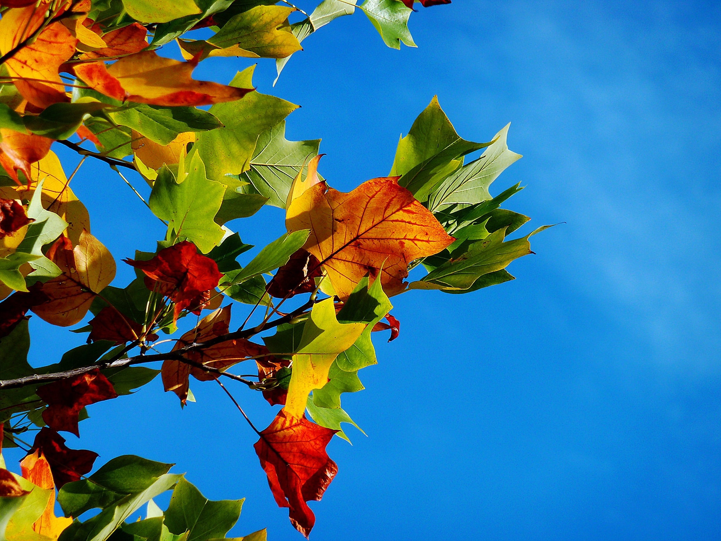 Herbstliche Lernimpulse für dein Wohlbefinden